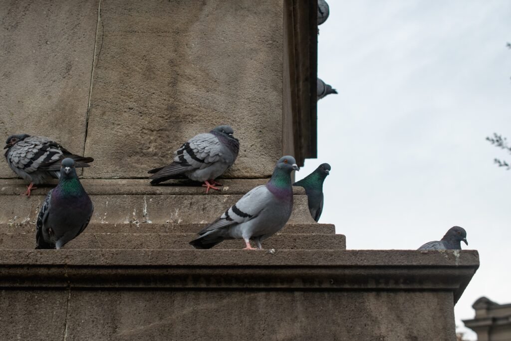 photo de piegon sur bâtiment